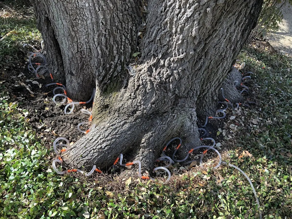 Detailed Tree Cabling and Bracing job site in Mary Alice