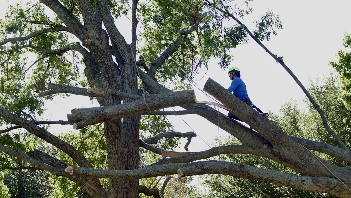 Professional Crown Thinning performed by certified arborists in Mary Alice